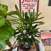 6” Rhapis Palm