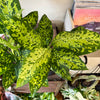 6” Dieffenbachia Military