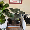 6” Alocasia Reginae