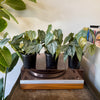 4" Philodendron Brandi