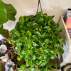 8”HB Global Green Pothos