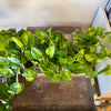 4" Global Green Pothos