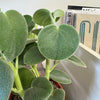 4" Peperomia Incana
