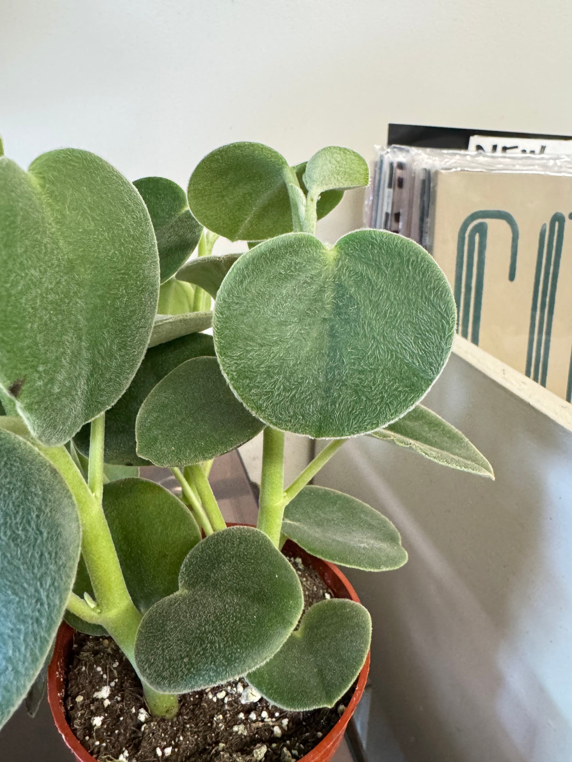 4" Peperomia Incana