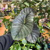 6” Alocasia Reginae