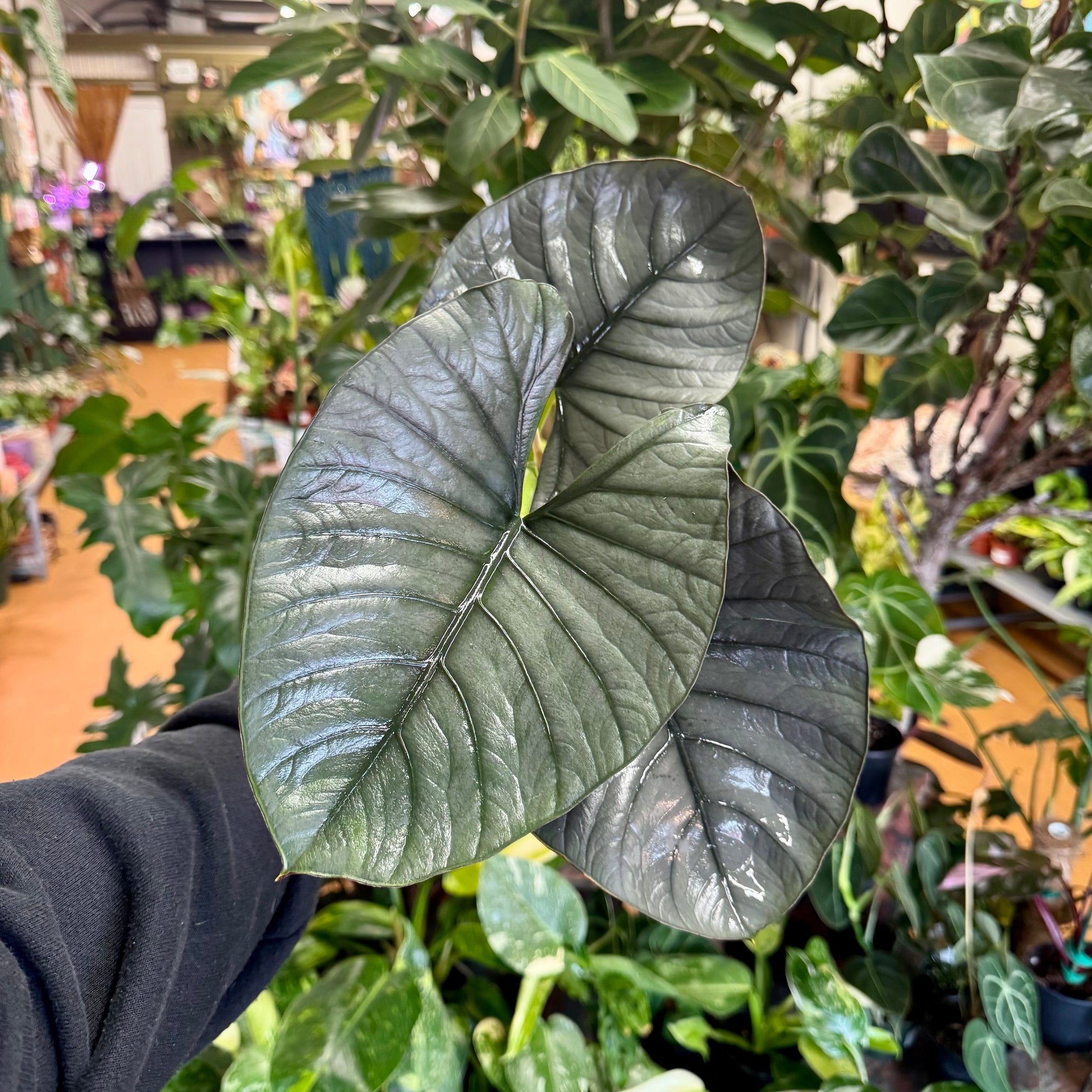 6” Alocasia Reginae