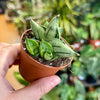 2.5” Sansevieria Bonji