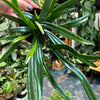 4” Blue Oil Fern