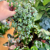 4" Pilea Aqua