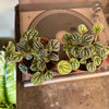 4” Peperomia Burbella