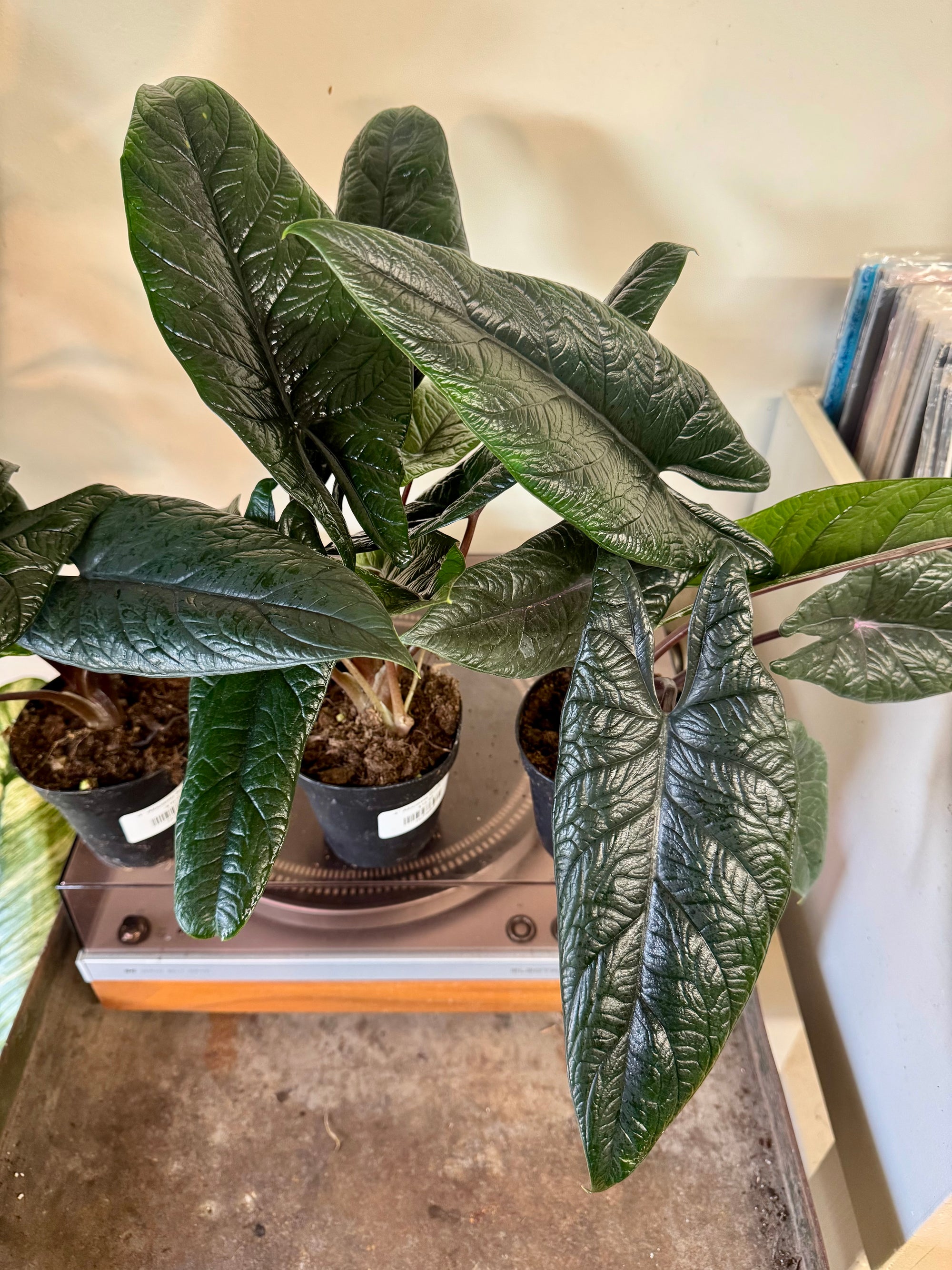 4” Alocasia Scalprum