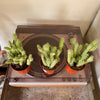 3.25” Opuntia NOID