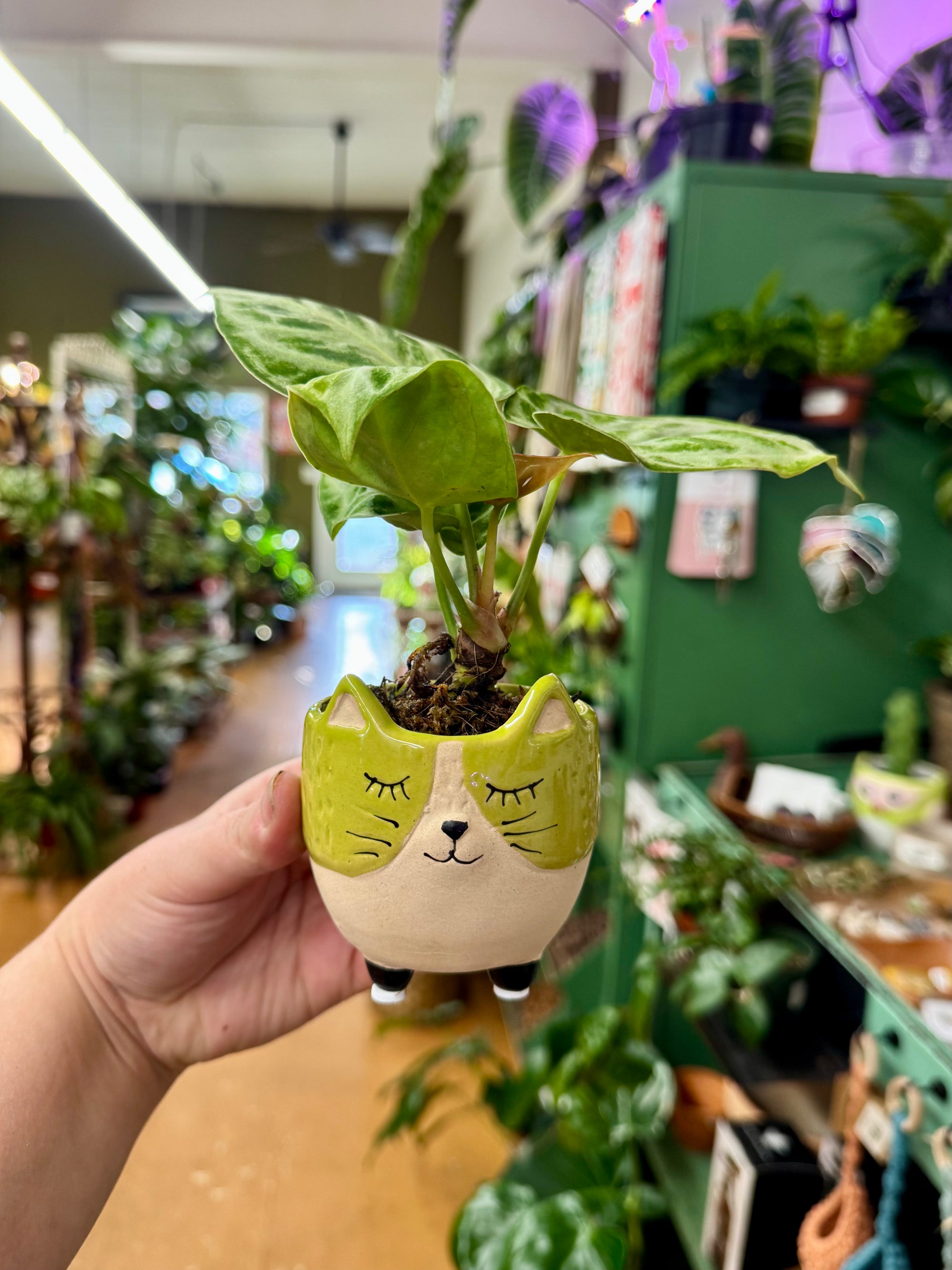 3” Green Cat Planter