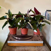 4" Syngonium llano Carti Road