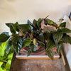 4" Syngonium llano Carti Road