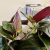 4" Syngonium llano Carti Road