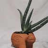 Rakshana Turtle Planter