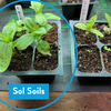 Seedling & Propagation Mix