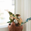 Rakshana Chicken Plant Pot